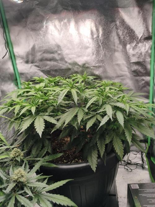 Big Mainline Project. Week 14