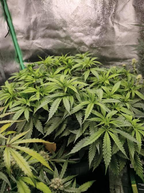 Big Mainline Project. Week 14
