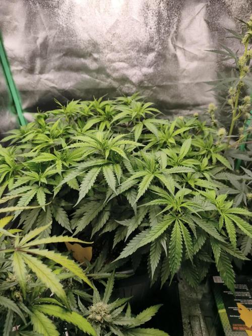 Big Mainline Project. Week 14