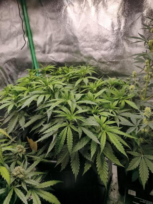 Big Mainline Project. Week 14