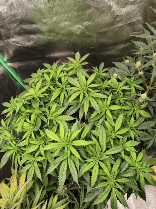 Big Mainline Project. Week 14
