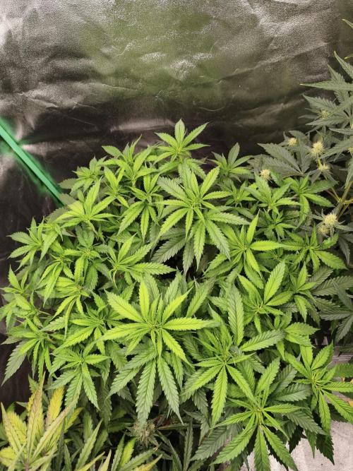 Big Mainline Project. Week 14