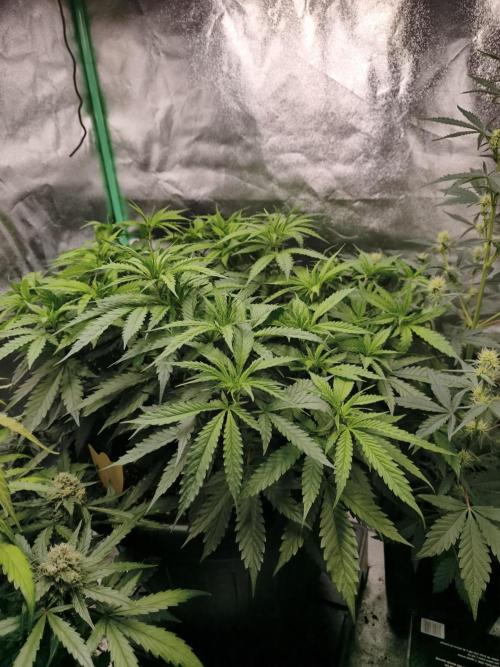 Big Mainline Project. Week 14
