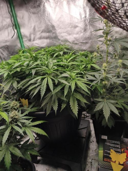 Big Mainline Project. Week 14