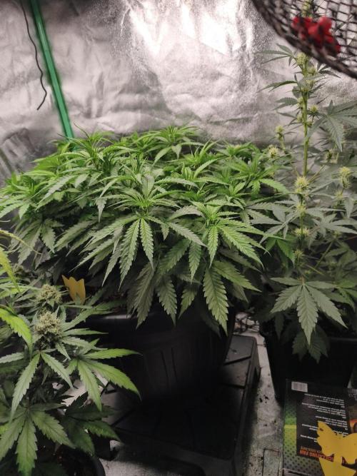 Big Mainline Project. Week 14