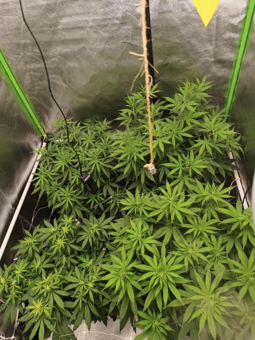 Sommer grow 2026. Week 6