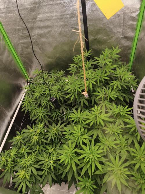 Sommer grow 2026. Week 6
