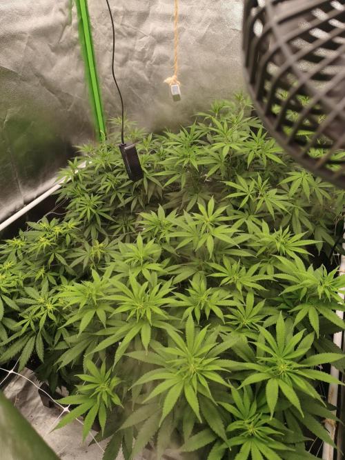 Sommer grow 2026. Week 6