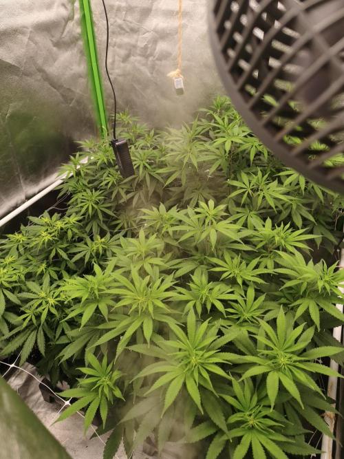 Sommer grow 2026. Week 6
