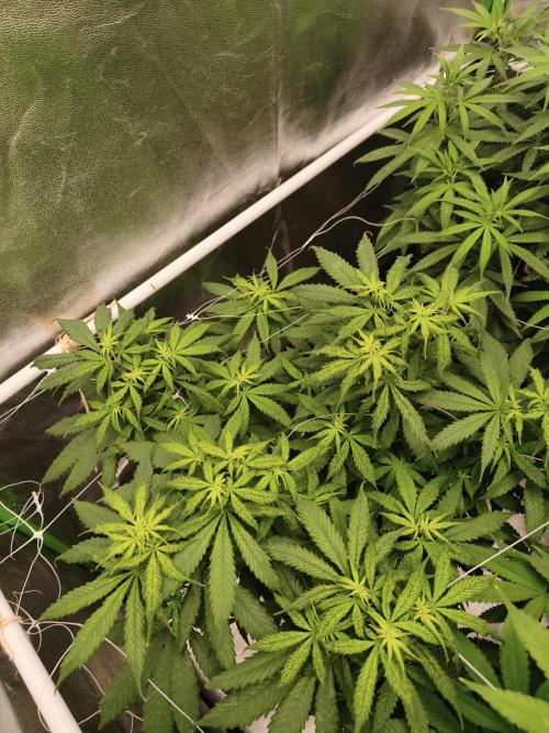 Sommer grow 2026. Week 6