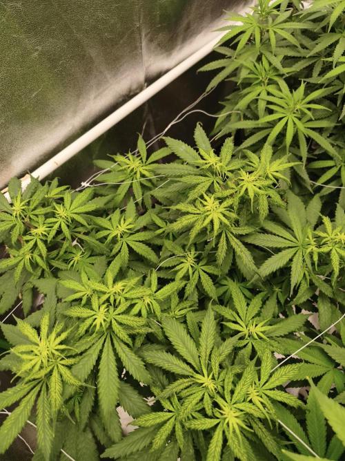 Sommer grow 2026. Week 6