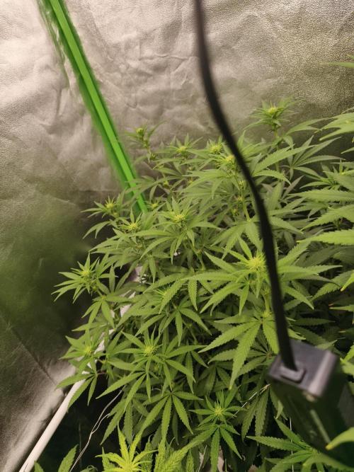 Sommer grow 2026. Week 6