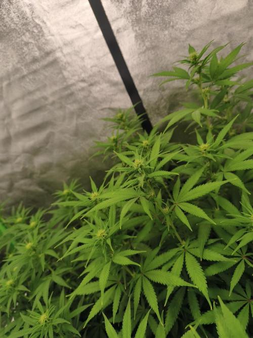 Sommer grow 2026. Week 6