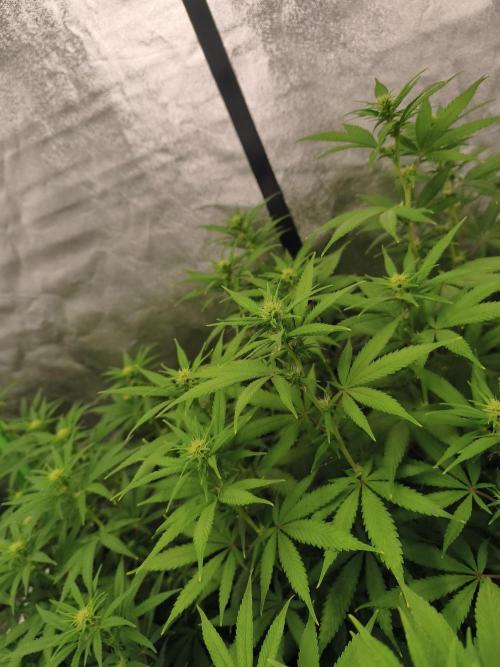Sommer grow 2026. Week 6