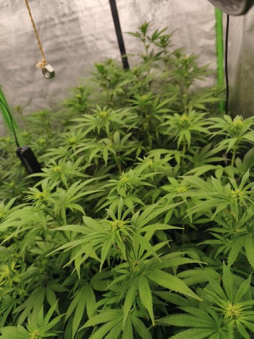 Sommer grow 2026. Week 6