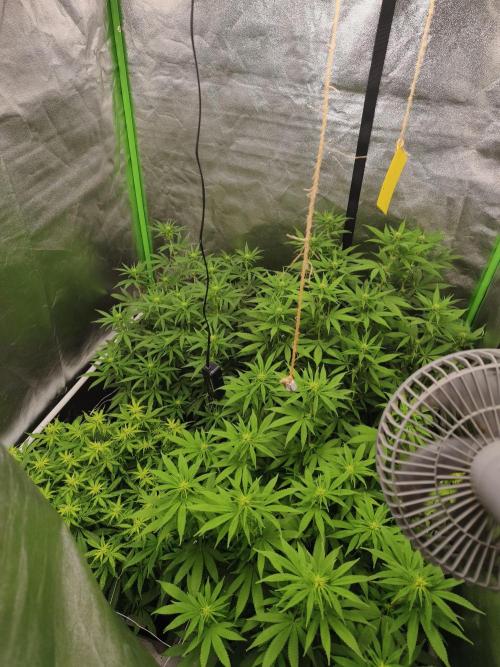 Sommer grow 2026. Week 6
