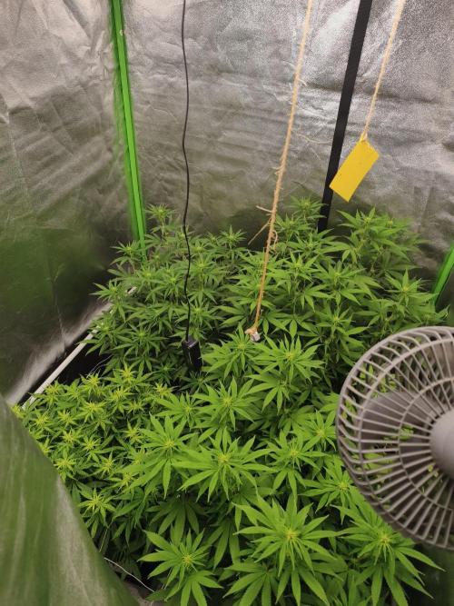 Sommer grow 2026. Week 6