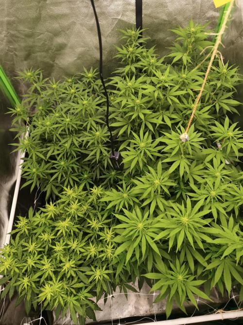 Sommer grow 2026. Week 6