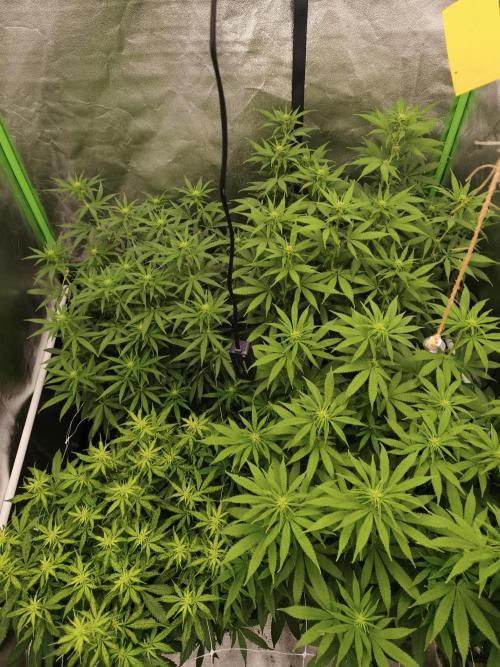Sommer grow 2026. Week 6