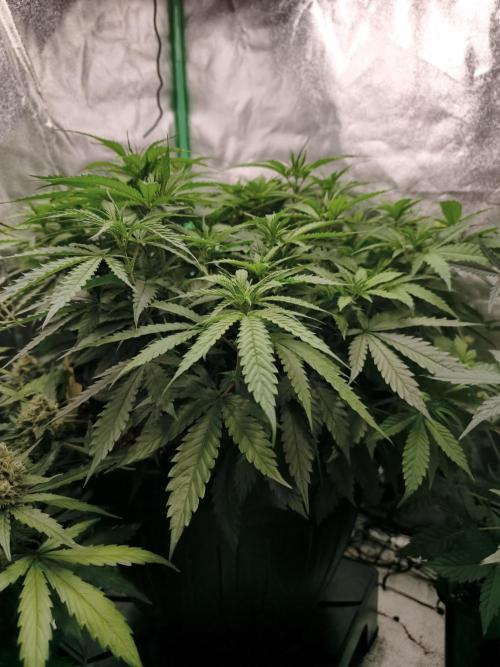 Big Mainline Project. Week 15