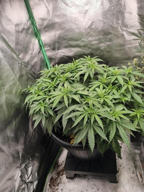 Big Mainline Project. Week 15