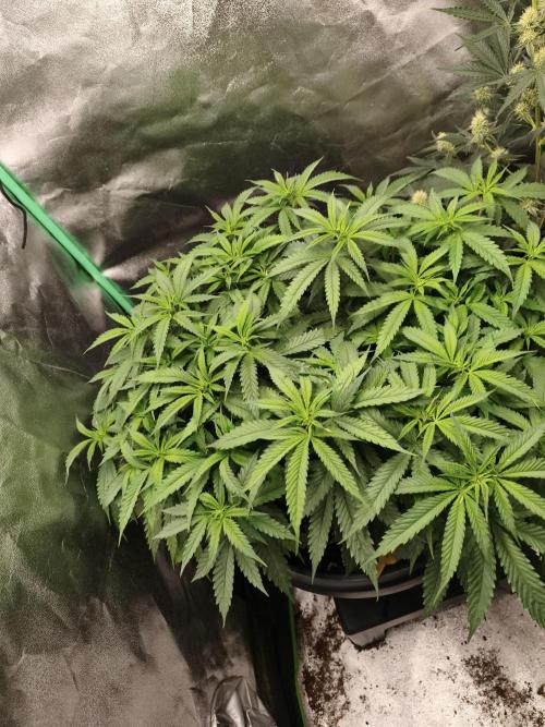 Big Mainline Project. Week 15