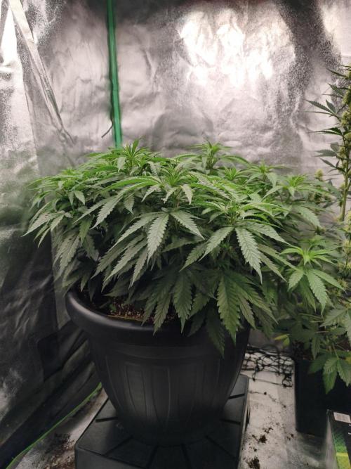 Big Mainline Project. Week 15