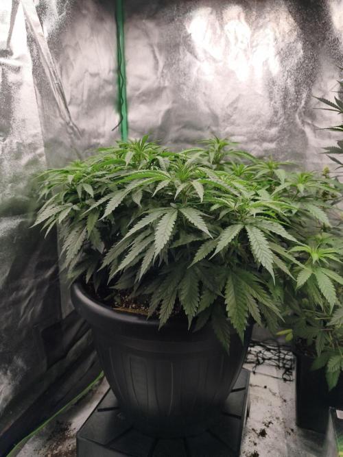 Big Mainline Project. Week 15