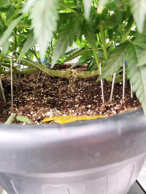 Big Mainline Project. Week 15