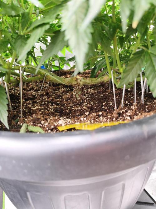 Big Mainline Project. Week 15