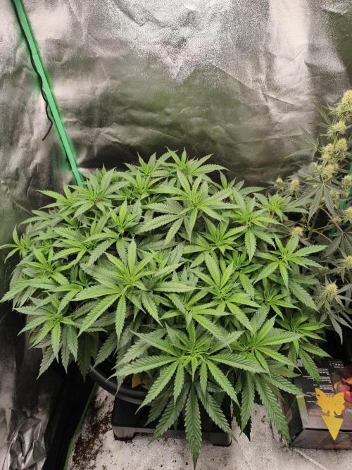 Big Mainline Project. Week 15