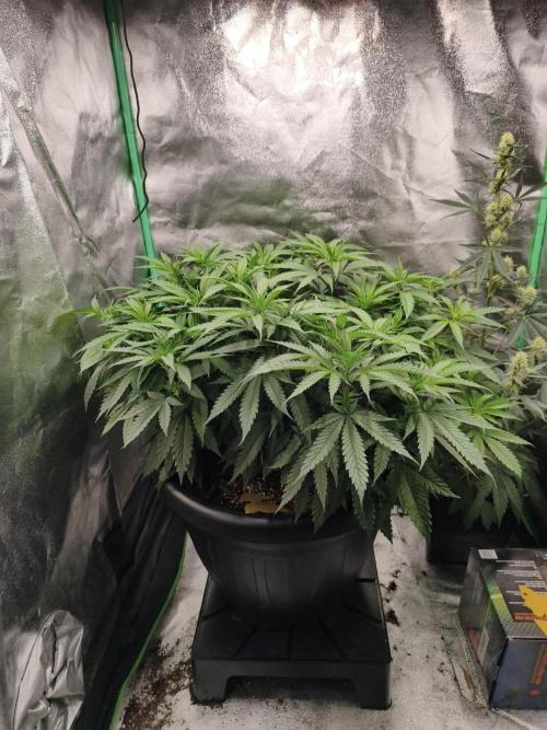 Big Mainline Project. Week 15