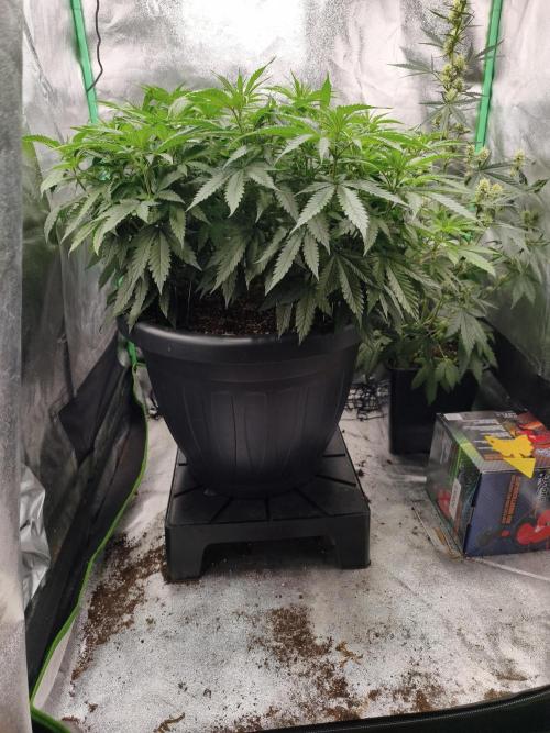 Big Mainline Project. Week 15