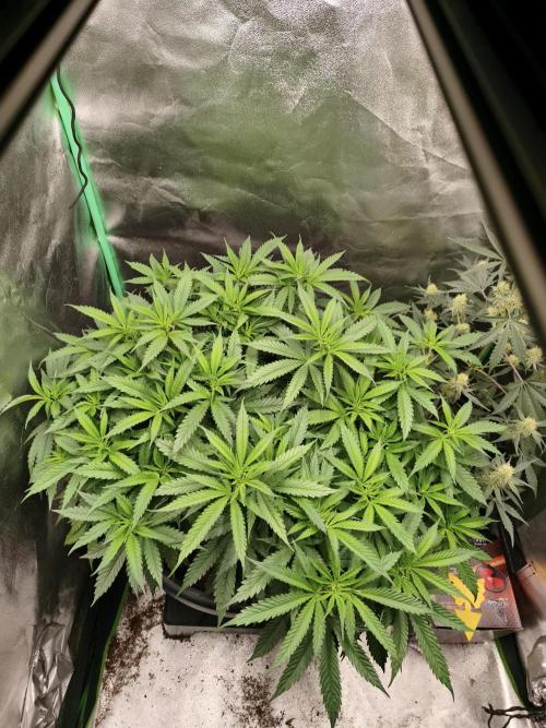 Big Mainline Project. Week 15