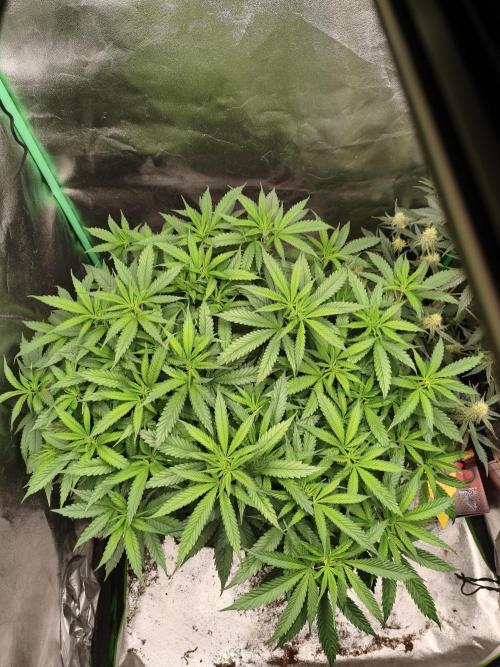 Big Mainline Project. Week 15