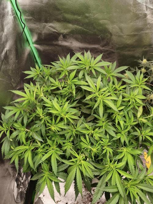 Big Mainline Project. Week 15