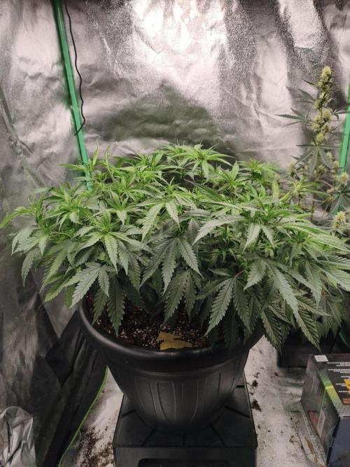 Big Mainline Project. Week 15