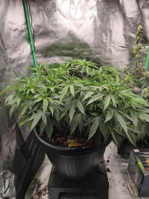 Big Mainline Project. Week 15