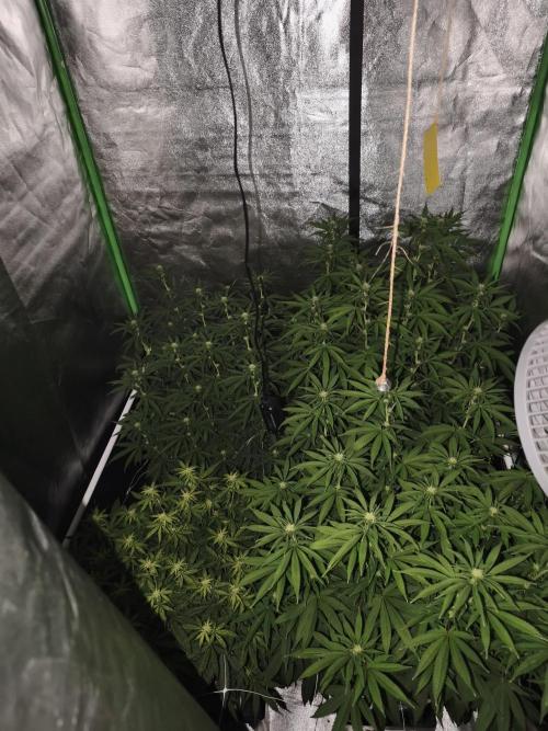 Sommer grow 2026. Week 7