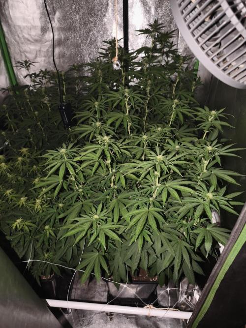 Sommer grow 2026. Week 7
