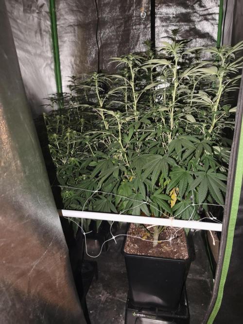 Sommer grow 2026. Week 7
