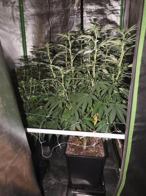 Sommer grow 2026. Week 7