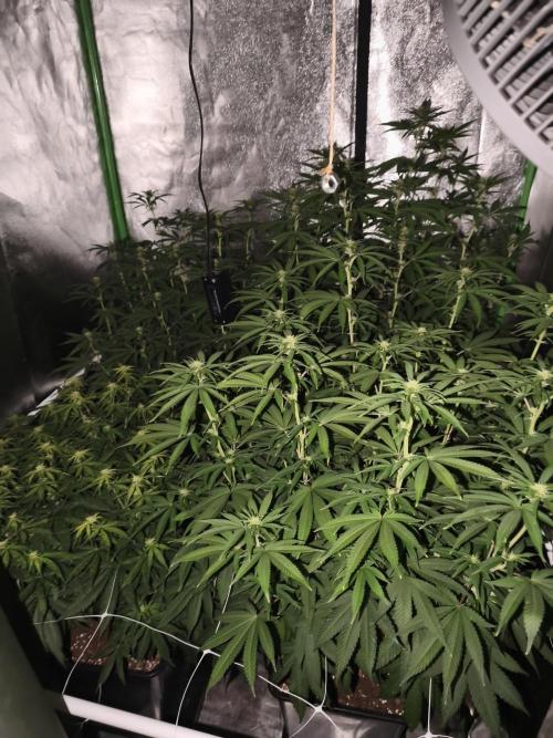 Sommer grow 2026. Week 7
