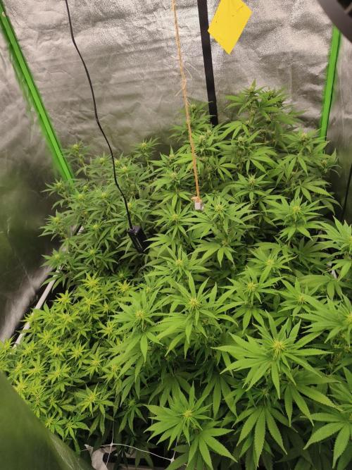 Sommer grow 2026. Week 7