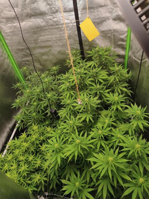 Sommer grow 2026. Week 7