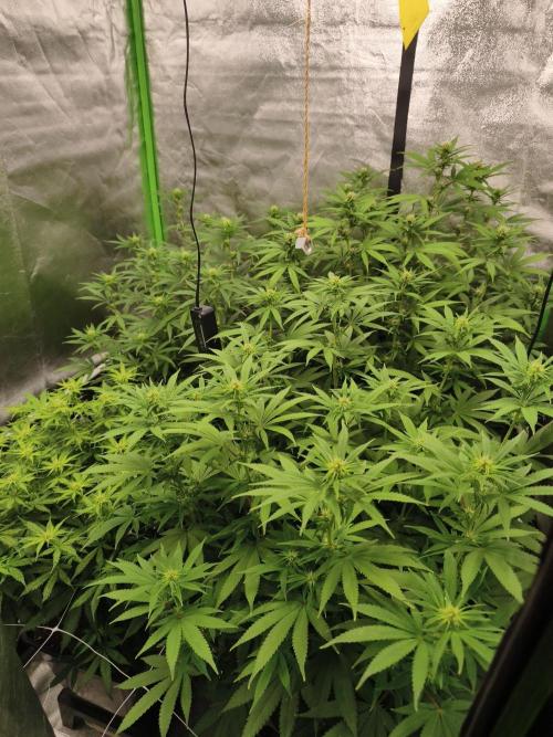 Sommer grow 2026. Week 7