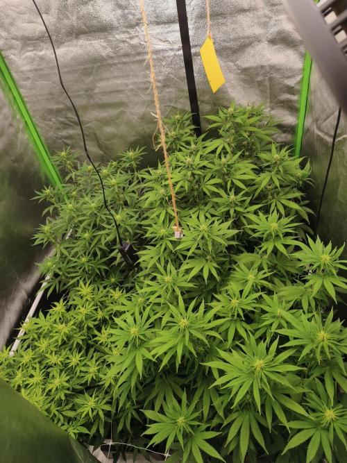 Sommer grow 2026. Week 7