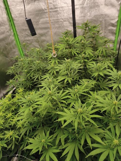 Sommer grow 2026. Week 7