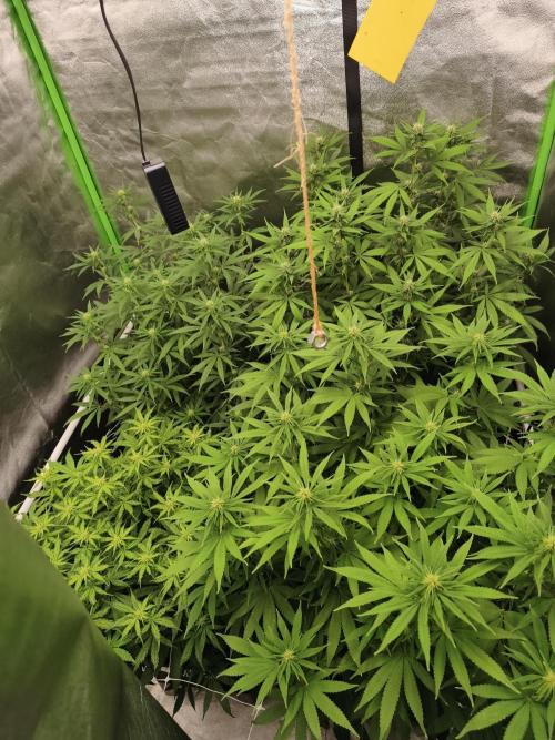 Sommer grow 2026. Week 7