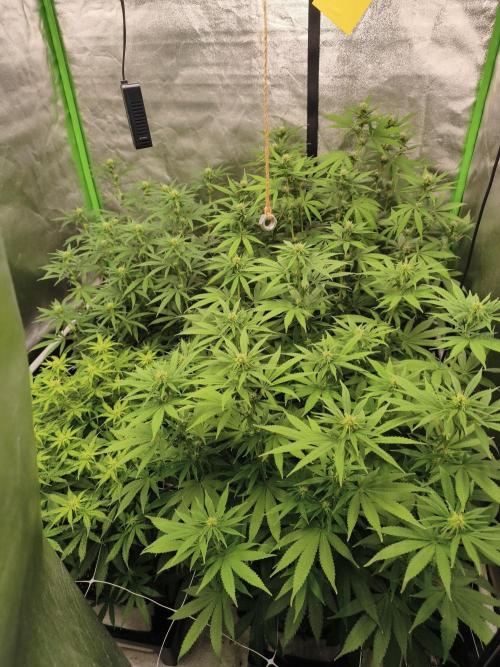 Sommer grow 2026. Week 7